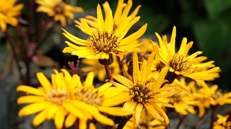 Ligularia in bloom, with a cluster of daisy-like, yellow-petaled flowers.