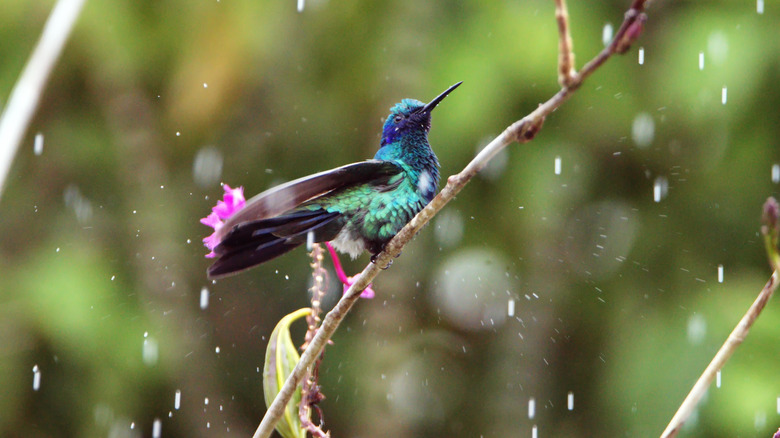 A hummingbird perches on a thin branch in the rain.