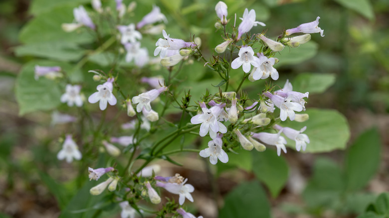 Close-up of foxlglove beardtongue flowers