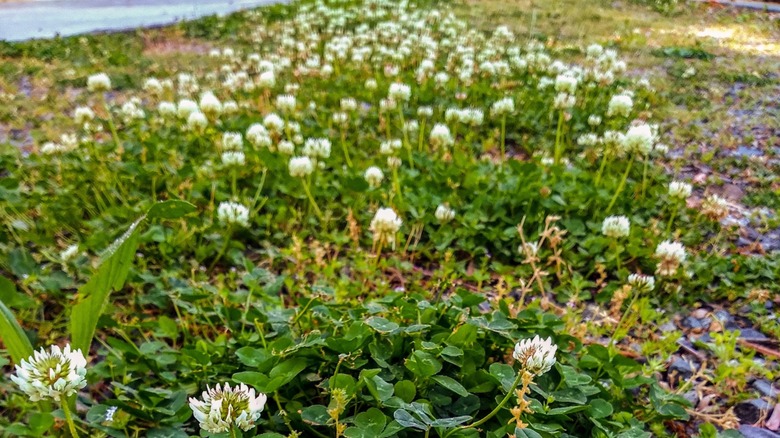 Clover patch on a gravel driveway