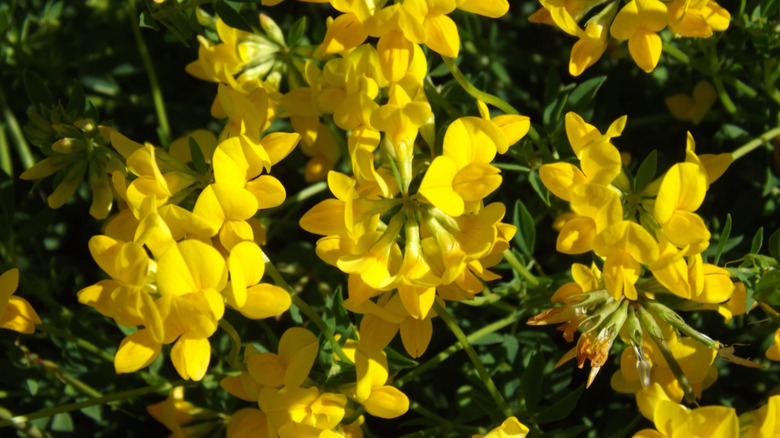 A closeup of yellow birdsfoot trefoil flowers against dark green leaves