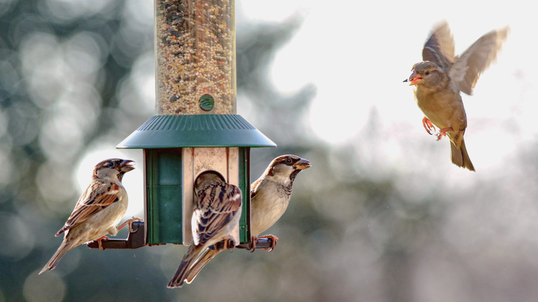 finches feeding at bird feeder