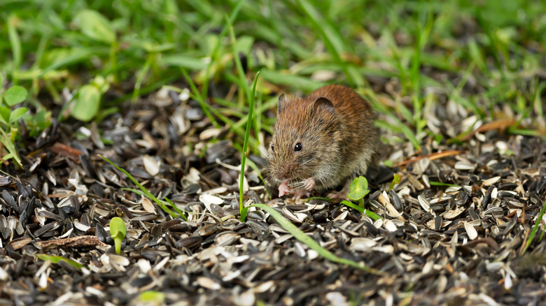 mouse feeding on seeds under bird feeder