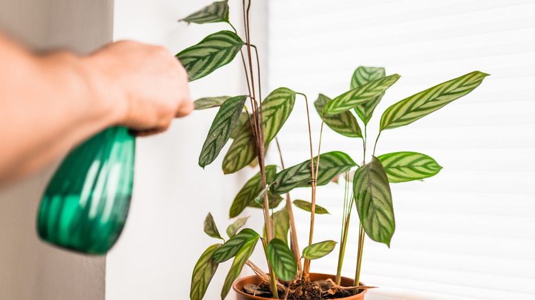 Person misting their Never Never plant