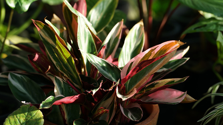 Never Never plant in soft light