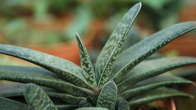 leaves of gasteria succulent