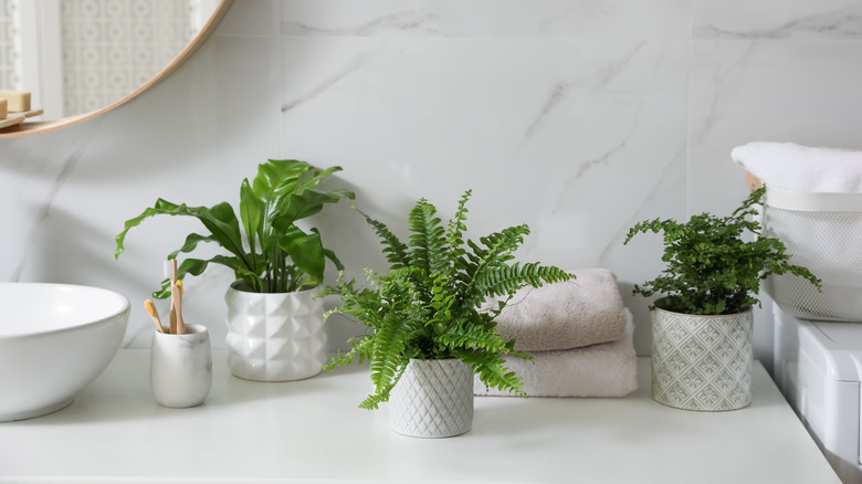 Houseplants on a white bathroom countertop