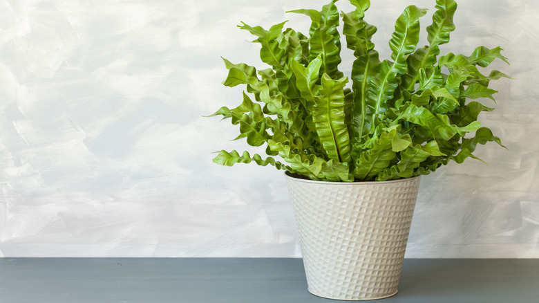 A potted bird's nest fern on a gray surface