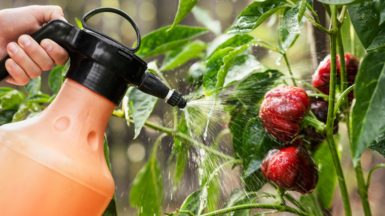 Person spraying peppers with an insecticide