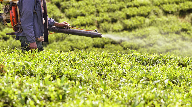 Man spraying insecticides over tea fiels