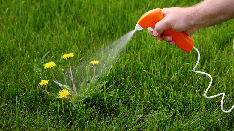 Hand spraying chemicals on dandelion growing in a lawn