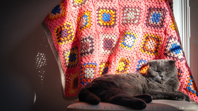 Colorful afghan blanket draped over a chair with a gray cat sitting on it