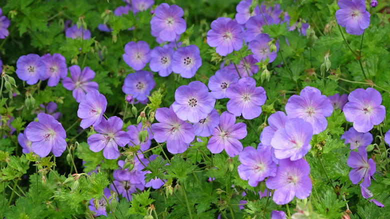 A swath of purple cranesbill geranium flowers blooming among green leaves