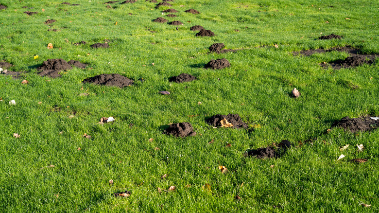 Several molehills in a yard