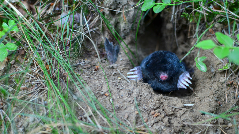 Mole emerging from a tunnel