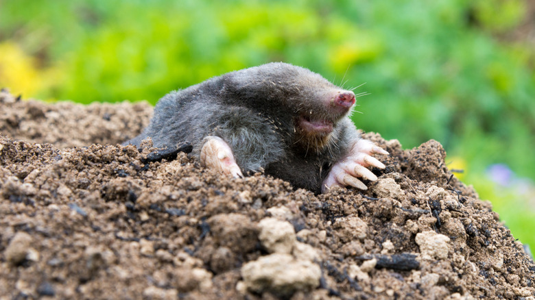 The Mistakes You're Making That Are Attracting Moles To Your Yard