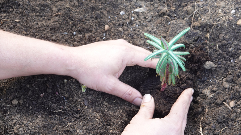 A person planting caper spurge