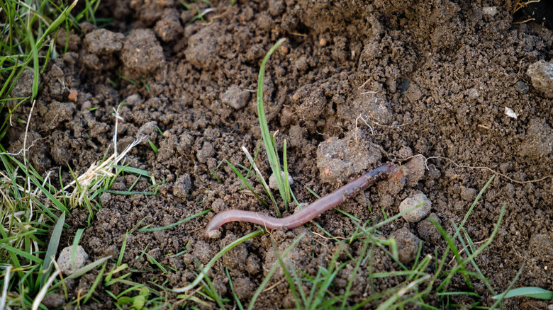 Earthworm in a molehill