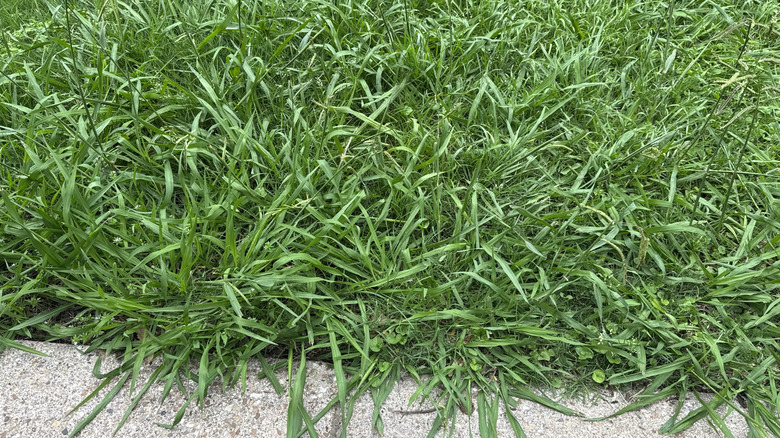 Closeup of crabgrass taking over lawn
