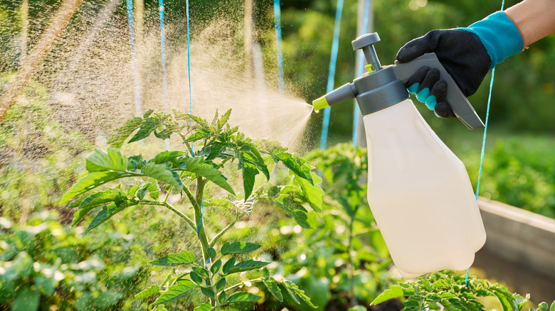 a gardener sprays fertilizer on plants