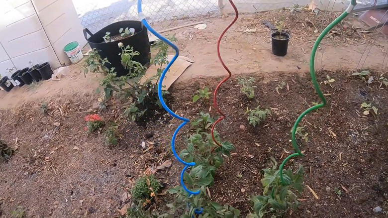Spiral stakes near tomato plants in a garden