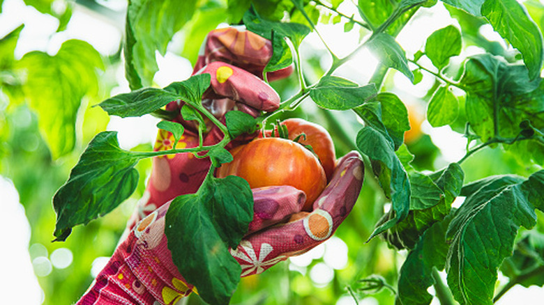 Gardener with gloved hands picking tomatoes off the vine