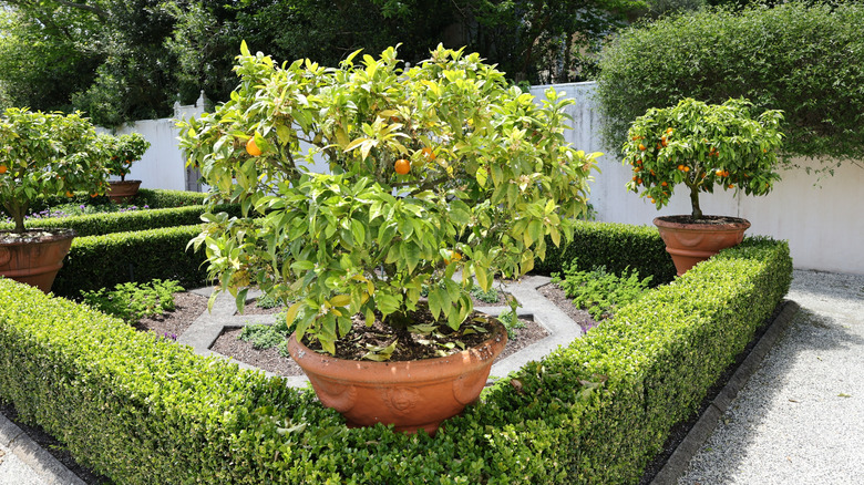 Parterre garden design featuring boxwood and potted citrus trees