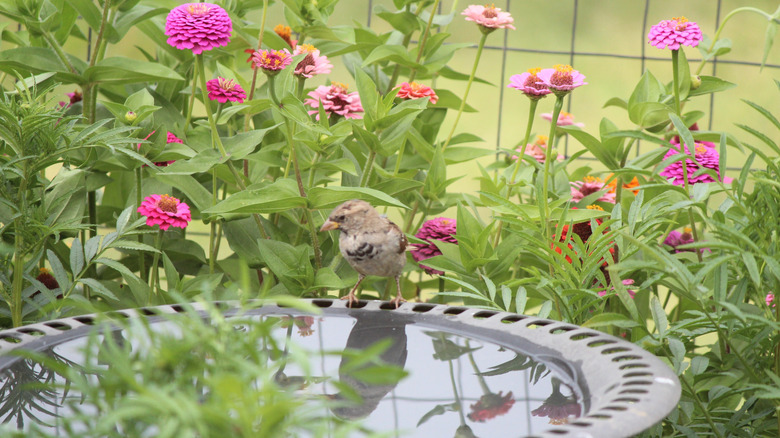 Sparrow visiting birdbath surrounded by zinnias