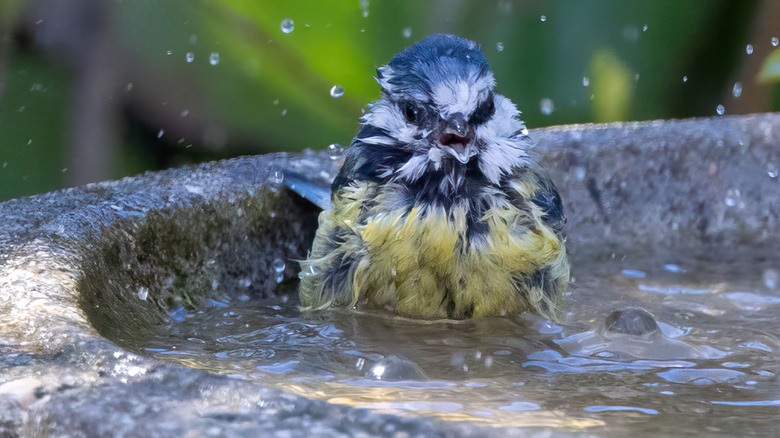 Bird splashing around in birdbath