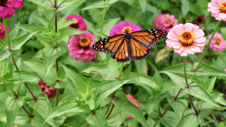 Monarch butterfly feeding from zinnia bloom