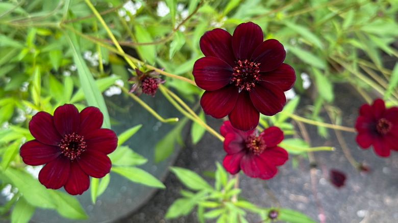Chocolate cosmos growing in a container