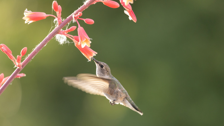 A hummingbird drinking from red yucca flowers