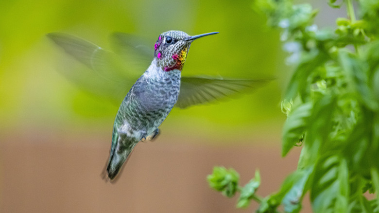A calliope hummingbird mid-flight