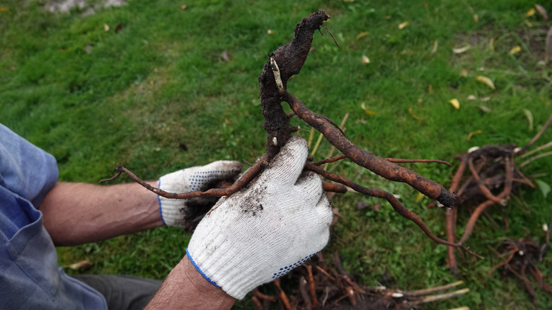 A gardener removing peony roots in preparation for dividing