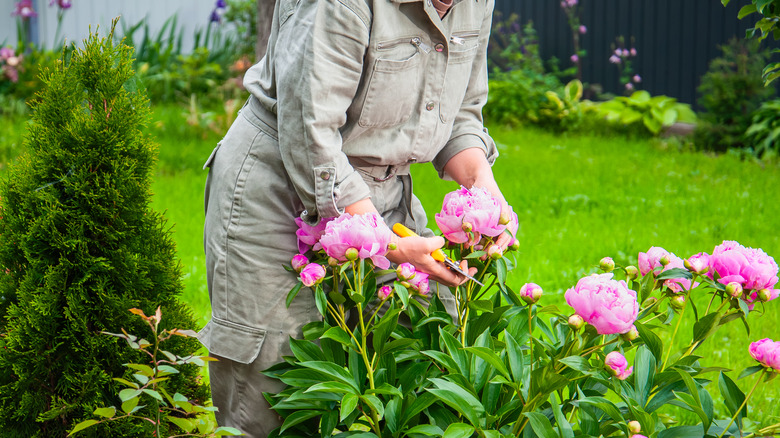 A gardener tending to a peony bush
