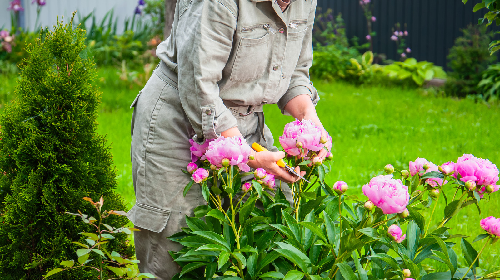 The One Thing Your Peony Plants Need In Fall For Big & Beautiful Spring Blooms