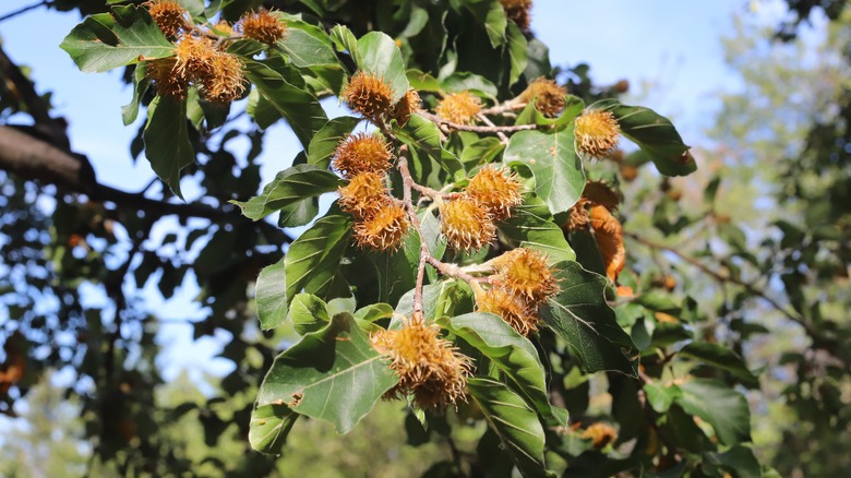 close up view of beech tree foliage and burrs