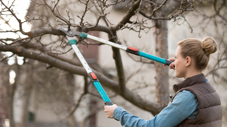 woman pruning a bare tree