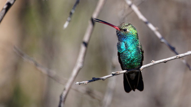 A hummingbird sitting on a branch