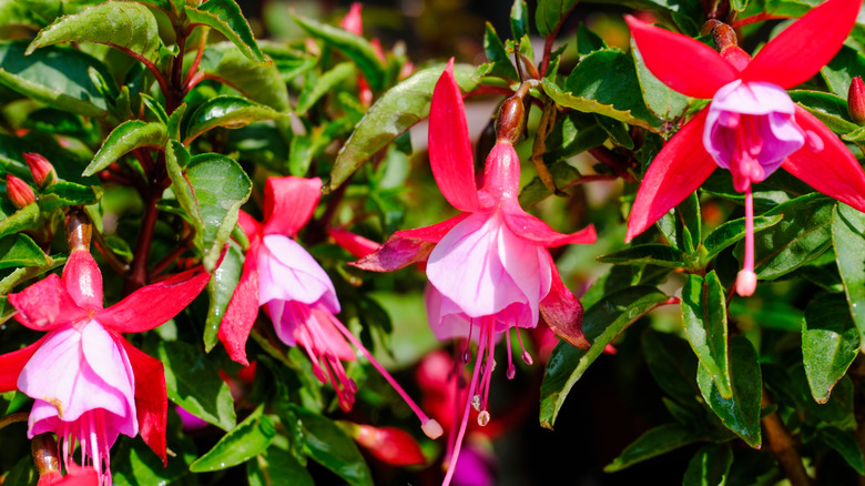 Magellan fuchsia flowers in garden up-close