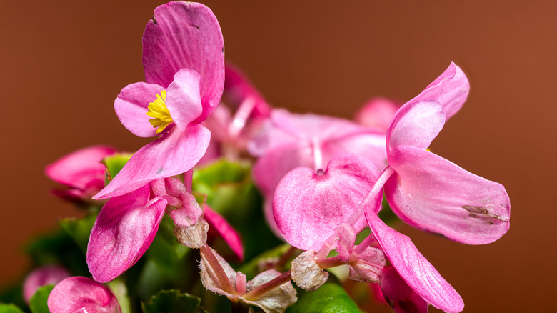 Close-up of pink begonia flowers and their petals indoors against a brown background