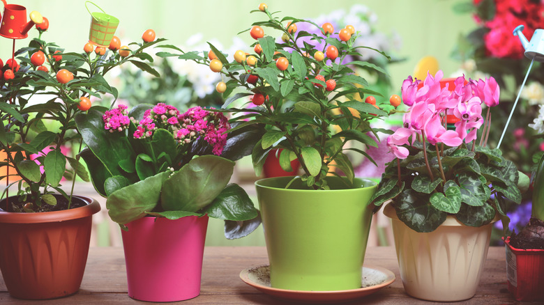 Four potted plants lined up with flowers and fruit blooming