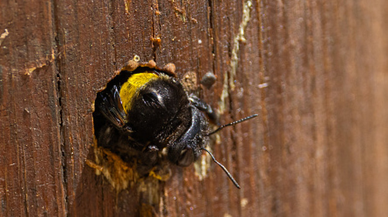 Carpenter bee eating through wood
