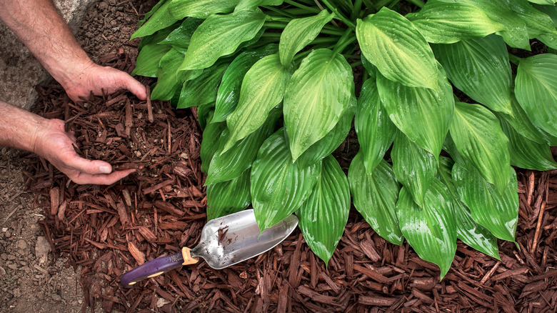 Hands applying wood chips around hostas