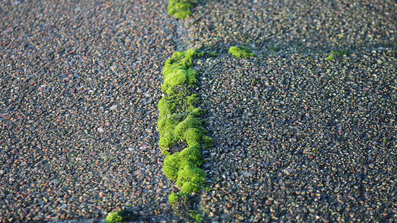 Moss growing in between cracks on sidewalk