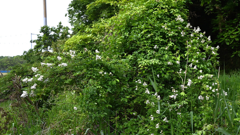 Large multiflora rose bush on roadside taking over other plants