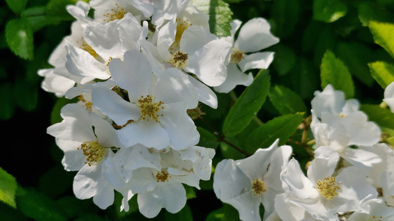 White multiflora rose flowers