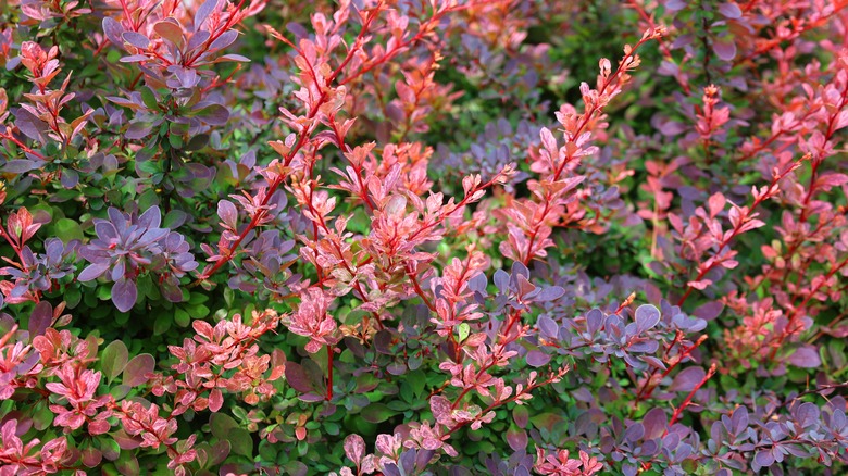 Japanese barberry in autumn