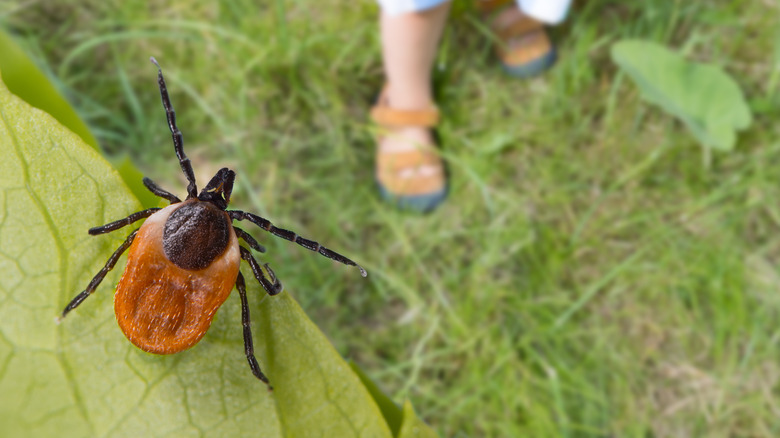 Macro of black legged tick