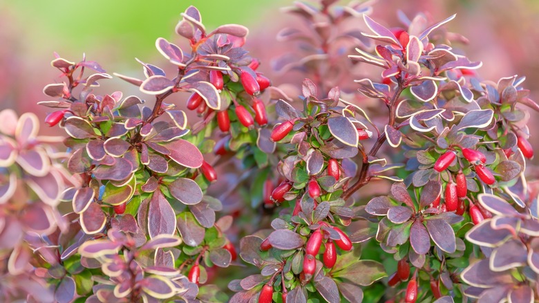 Japanese barberry fruit and leaves